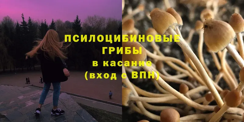 Галлюциногенные грибы Psilocybe  купить  сайты  Зубцов 